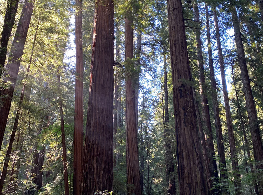 Armstrong Redwoods Naturschutzgebiet