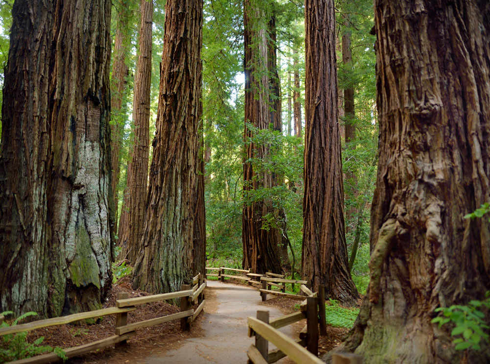 Muir Woods redwood trees