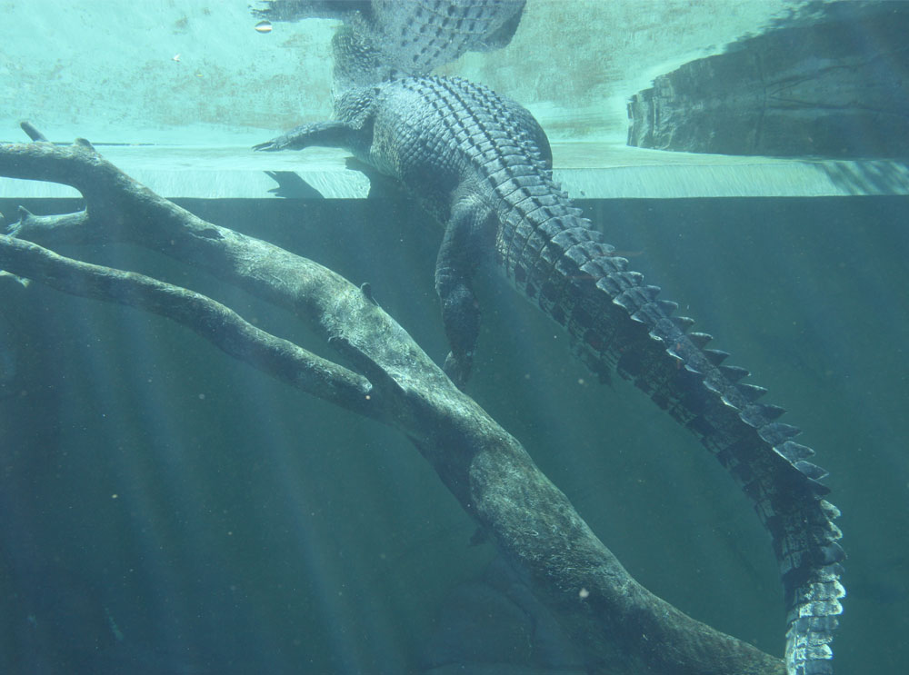 Crocodile in water