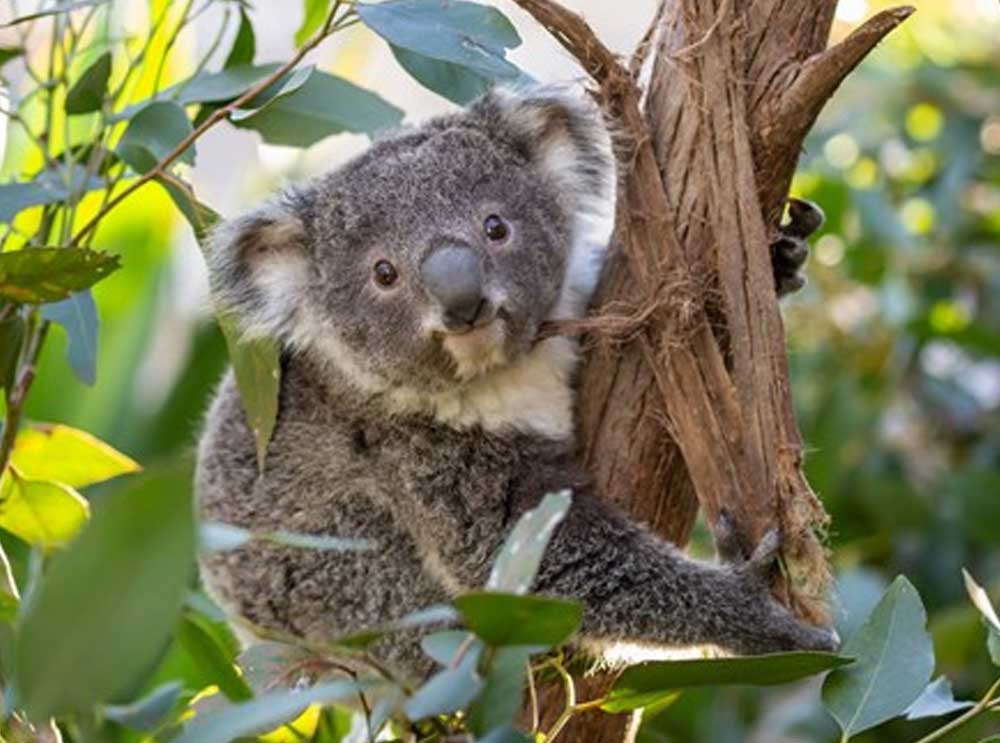 Sydney WILDLIFE Zoo