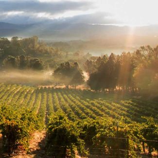 3 in 1: Wald- und Weintour image