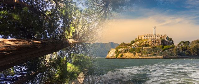 Muir Woods & Alcatraz Package image