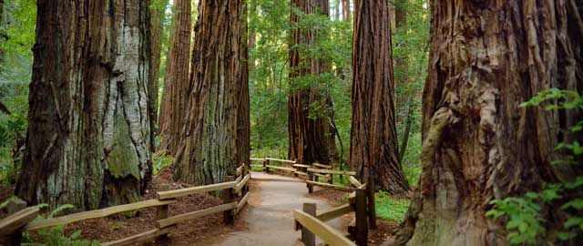 Billete Essential + Recorrido por Muir Woods image