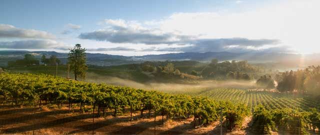 3 en 1: Ruta por el bosque y el vino image