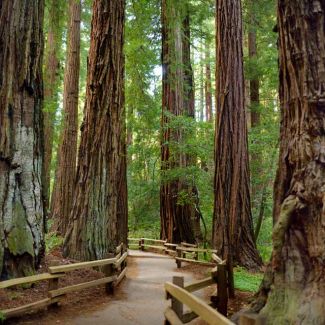 Classic Ticket + Muir Woods Tour Classic Ticket + Muir Woods Tour