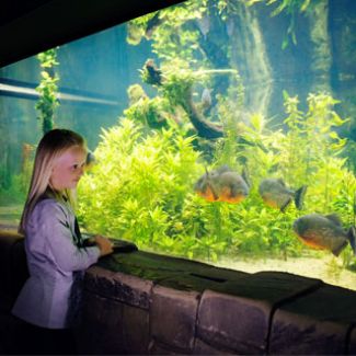 Billete Classic y SEA LIFE London Aquarium Billete Classic y SEA LIFE London Aquarium