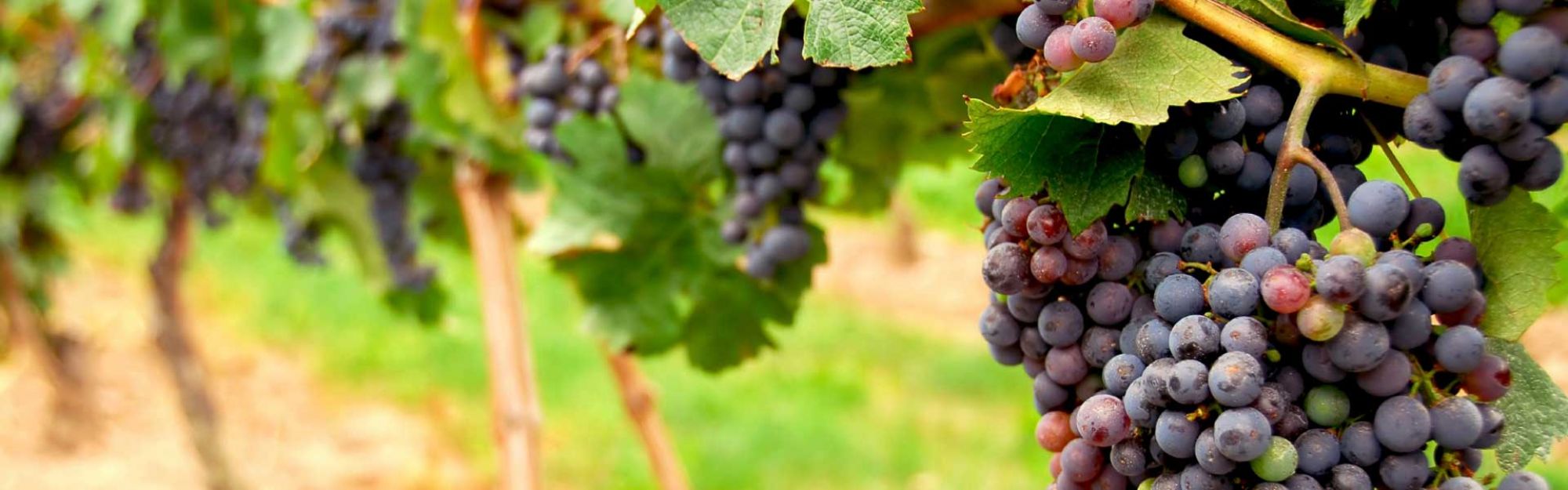 Tower Tours Wine Country Tours San Francisco Tower Tours Wine Country Tours