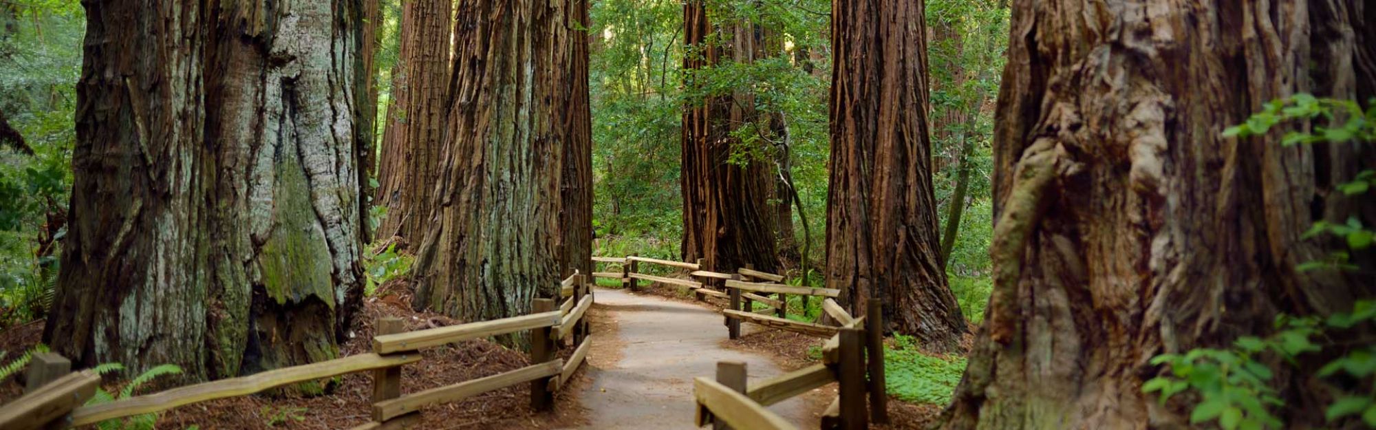 muir woods tour from san francisco