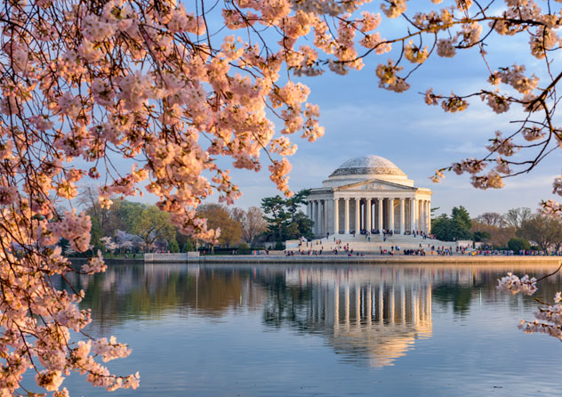 Kirschblüten in Washington DC