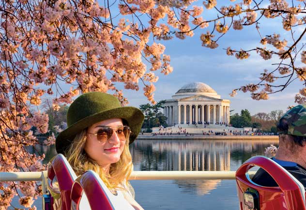 Woman on Big Bus Tour seeing Cherry Blossoms in Washington DC