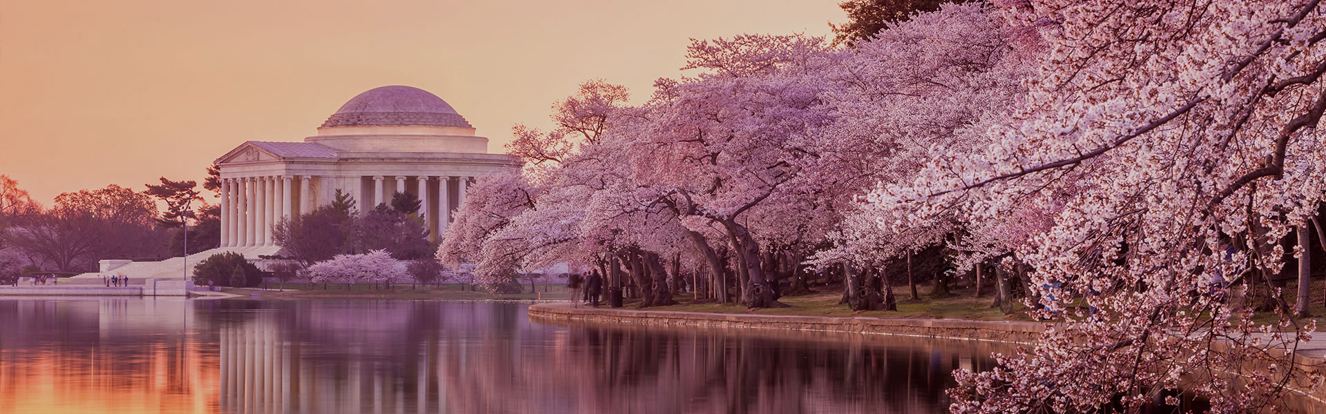 9 Fakten über die Kirschblüten von Washington Big Bus Tours