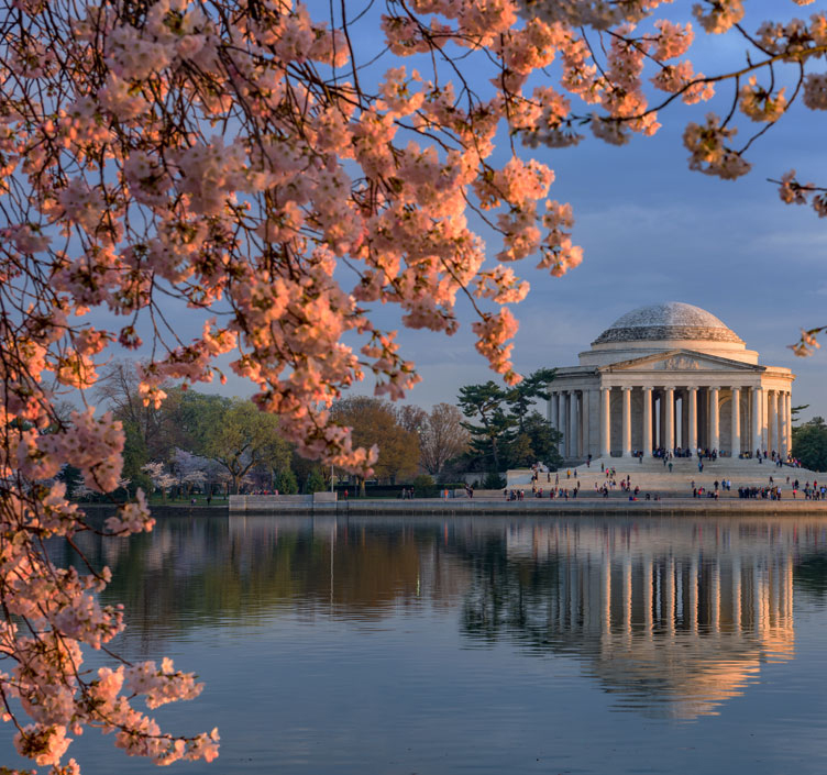 9 datos sobre las flores de cerezo de Washington DC