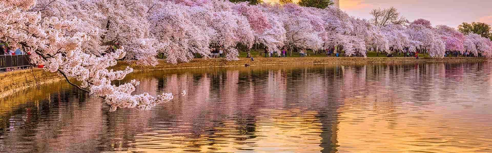 9 Facts About Washington Cherry Blossom