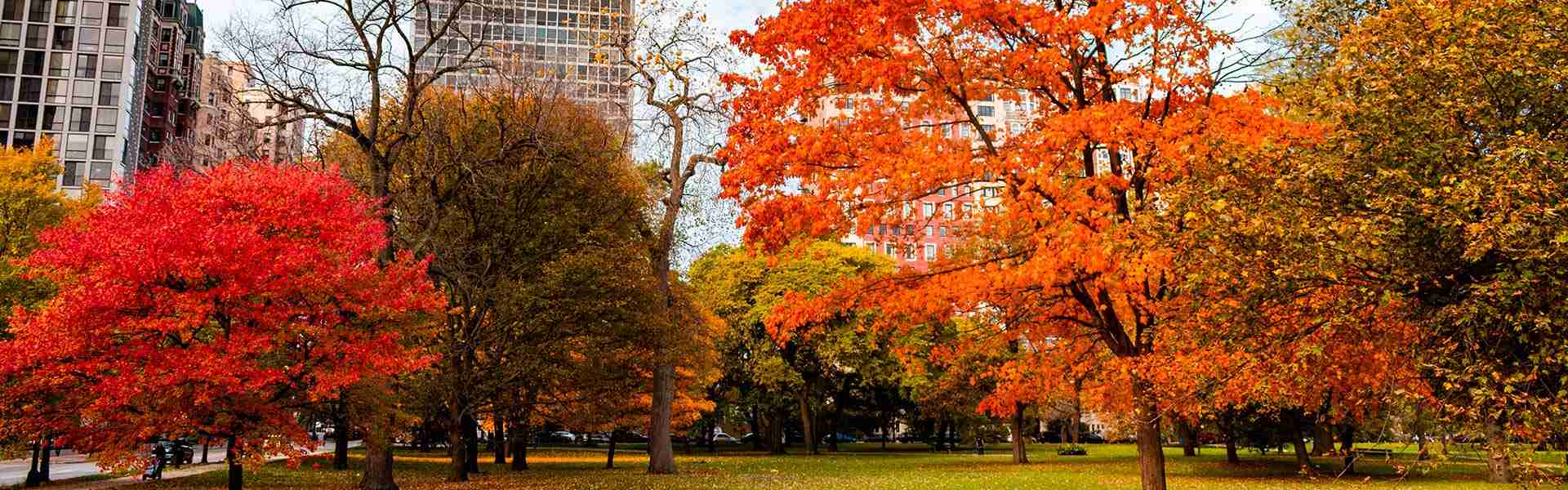 Fall in Chicago Big Bus Tours