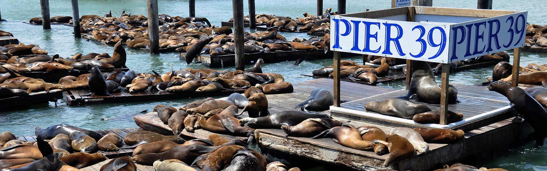 San Francisco - Fisherman's Wharf: Sea Lions at Pier 39