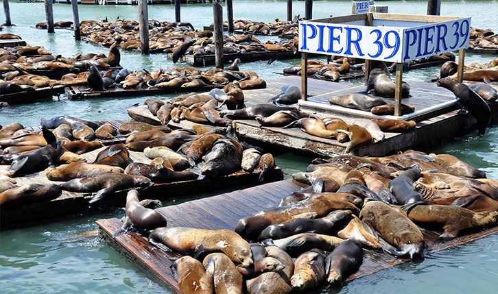 Seal - sea Lions - at the Pier 39 of San Francisco. Pier 39 is a shopping  center and popular tourist attraction built on a pier in San Francisco,  California. Stock Photo