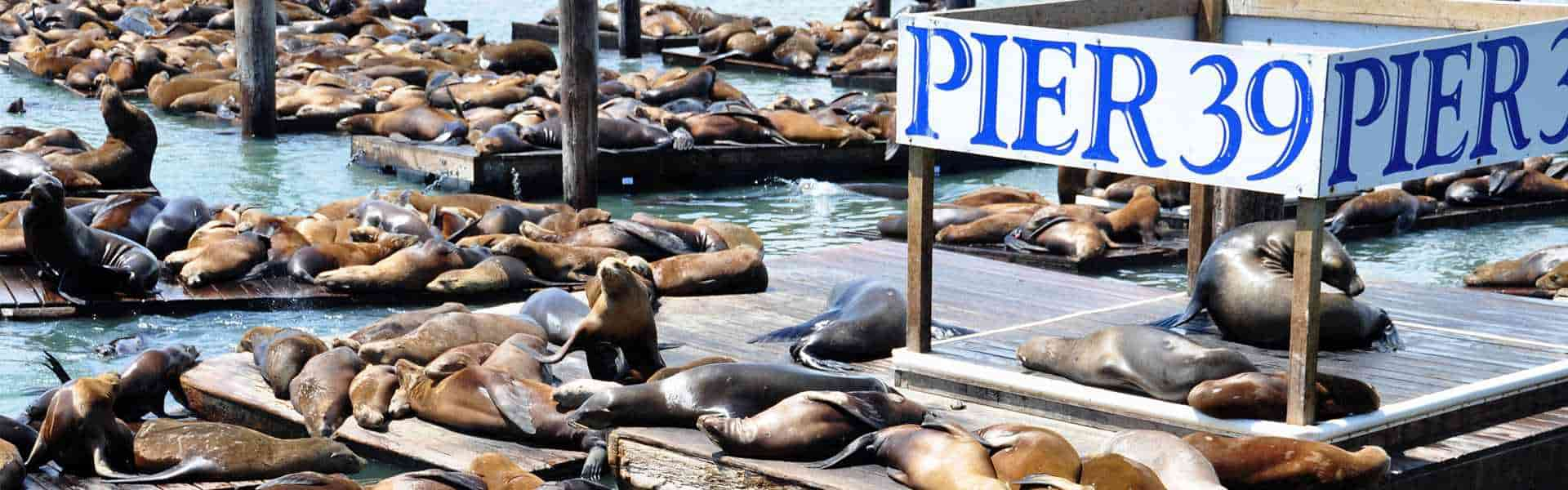 Sea lions at Pier 39 in San Francisco: 30 Years Later - The New York Times