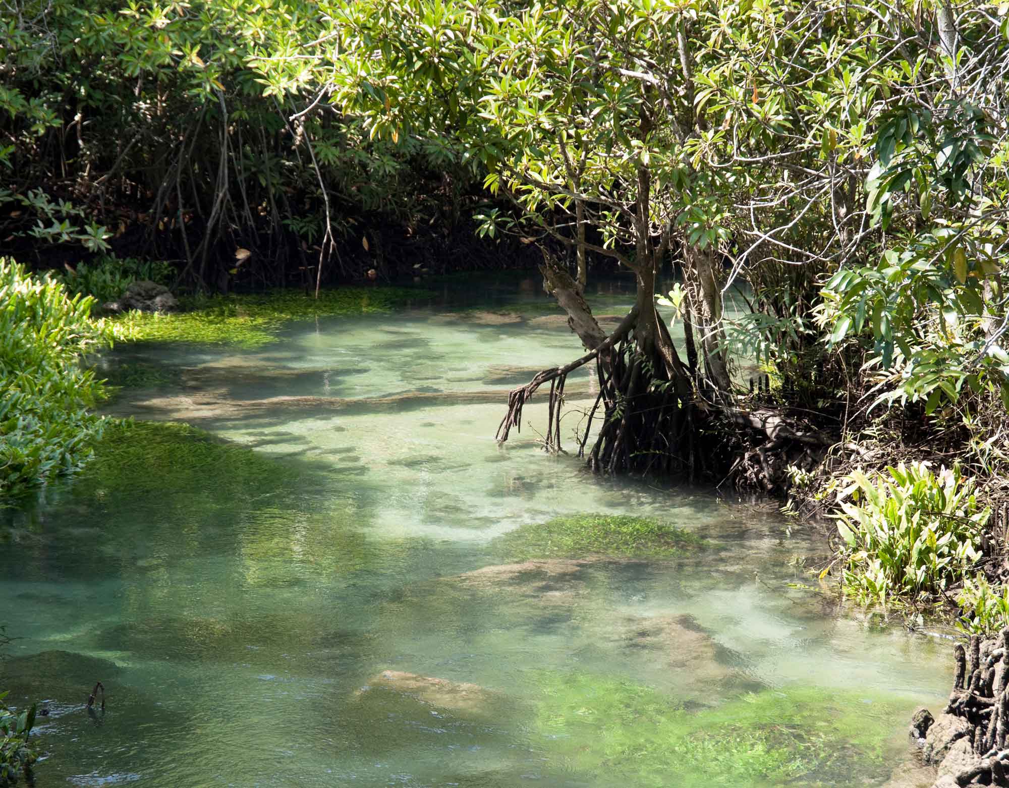 Mangrove Lagoon Attractions in Muscat Big Bus Tours