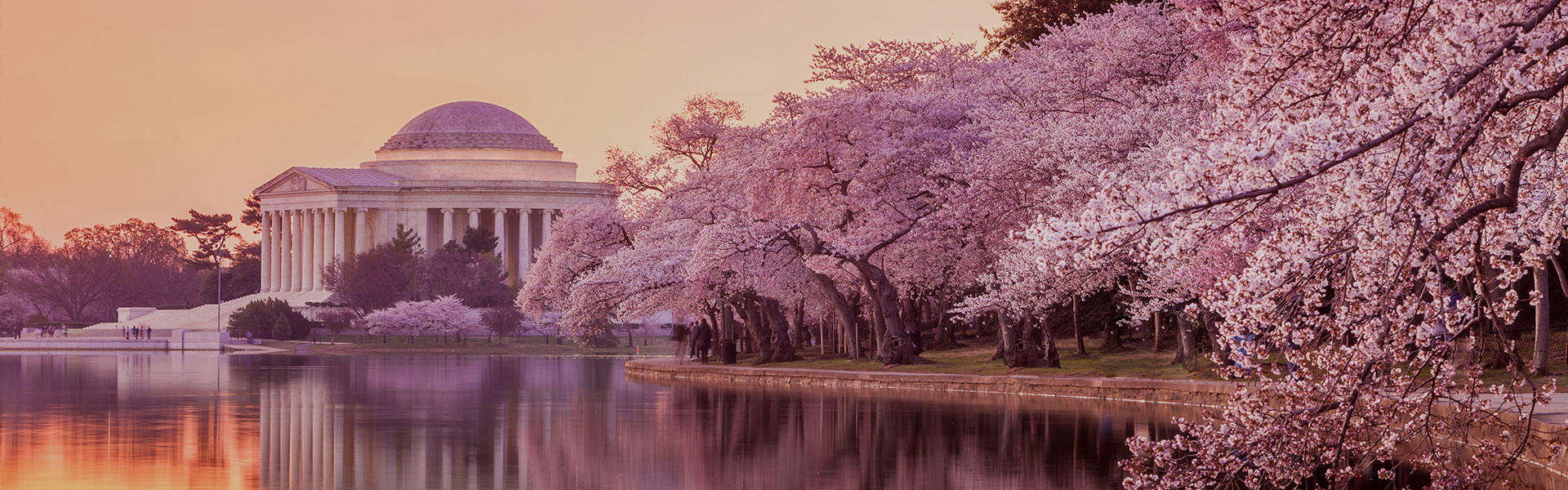 9 Facts About Washington Cherry Blossom Big Bus Tours