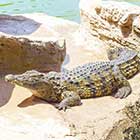 Crocodiles at Crocosaurus Cove in Darwin