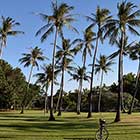 Palm trees in Darwin