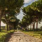 View of pines along ancient Appian Way 