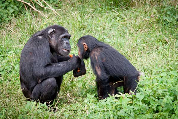 Navidad con los chimpancés