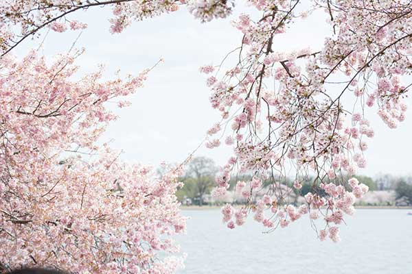 El festival de los cerezos en flor de Washington DC