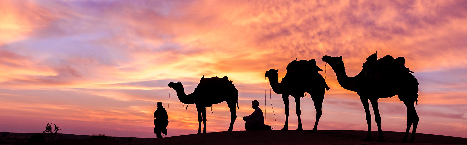 Kamele in der Abu Dhabi Wüste bei Nacht 