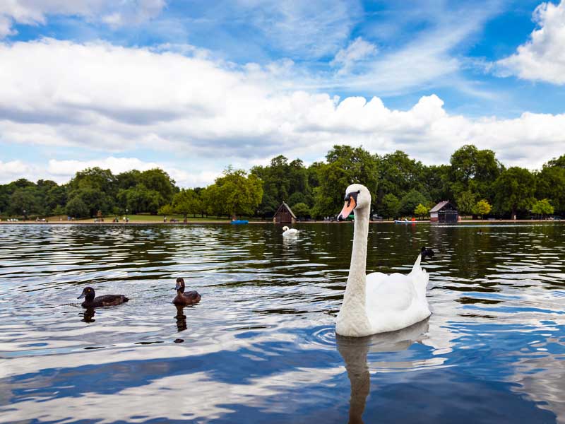 A swan on the Serpentine in Hyde Park, London