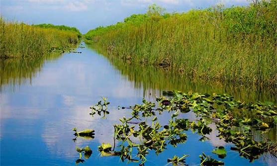 Über die Everglades