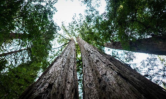 Muir Woods: gut zu wissen