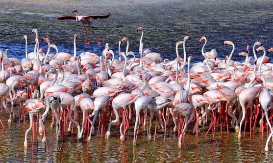 See the Flamingos